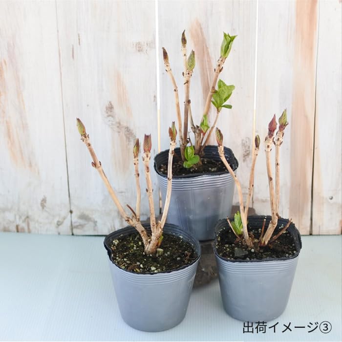 Amazon.co.jp: 予約 あじさい 苗 ポージィブーケ グレイス 9～10.5cm